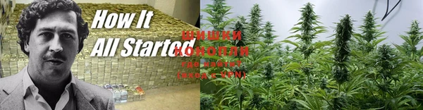 прущие грибы Абаза